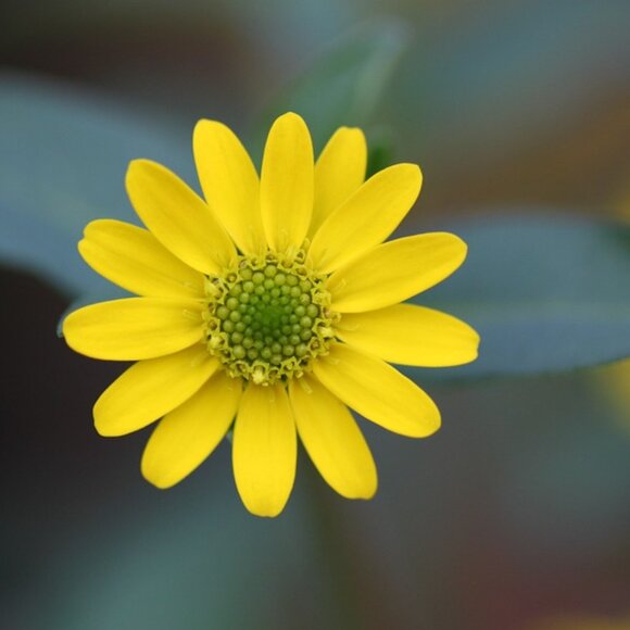 Welcome Fall! - Picture 1 of 1